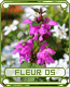 fleur05