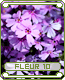 fleur10